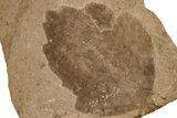 Miocene Fossil Leaf (Ficus) - Idaho #189551-1